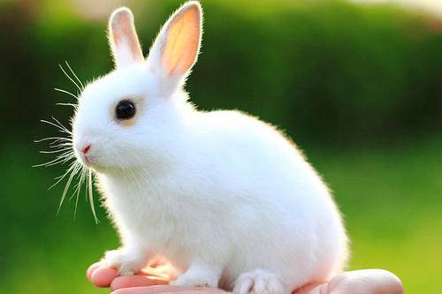 宠物兔子名字可爱洋气 宠物兔子名字大全萌