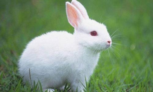 带兔子的网名可爱洋气两个字 带有兔子的网名超级萌